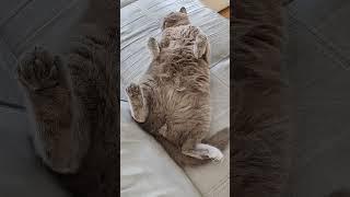 british shorthair cat Haku  Britisch Kurzhaar Katze cat #cat #catsofyoutube #cats #britishshorthair