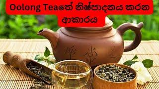 How to Produce oolong tea | Oolong තේ නිෂ්පාදනය කරන ආකාරය | #tea |#howtoproduceoolongtea #tharaka