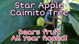 How to Make Star Apple Tree Bear Fruit All Year Round - It Works!