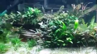 160 Liter Scape mit Bucephalandra auf Wurzel und Kupfersalmler