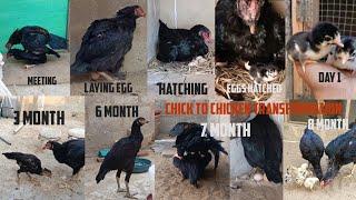 Chick To Chicks Mother Transformation || Complete Life Circle Of Chicken