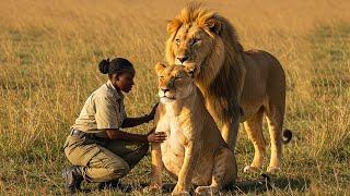 Woman Risks Her Life to Help a Lioness Give Birth, What the Male Lion Does Next Will SHOCK You!