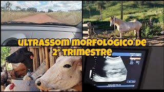 Ultrassom morfológico de 2° trimestre 🩷 | Atualizações do Retiro 