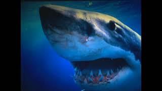 Discovery Channel - The Deep Ep.10: Sharks of the Deep Blue