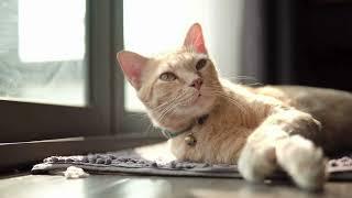 VideoVault Stock Video: Cat stretches on the ground