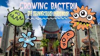 Growing bacteria/germs from Disneys Hollywood Studios! | Homework 2/22/18