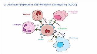 Type II Hypersensitivity - Mechanisms (Described Concisely)