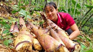 Harvesting a giant bamboo shoot garden - Going to the market to sell - cooking | Lý Thị Viện