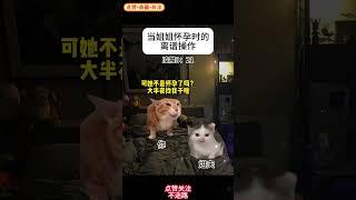 33 当姐姐怀孕时的离谱操作小剧场  #猫meme小剧场  #FunnyAnimals  #InternetHumor  #ViralMeme