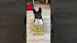 Собака, воспитанная кошками  #питомцы #собака #котики #щенок #кошка