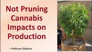 Not Pruning Cannabis Impacts on Production