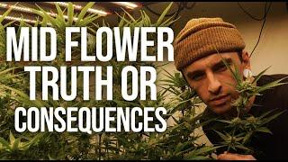 1 Plant Domination