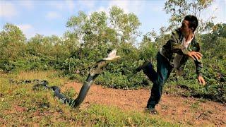 Suffocation + besiege by the fierce king cobra that attacked the man who went to work in the forest