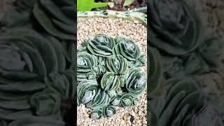 [초보다육맘]토멘토사 까꿍까꿍 多肉植物 たにくしょくぶつ Korean Succulent