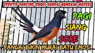 PANCINGAN MURAI BATU GACOR TEMBAKAN KASAR ‼️ BIKIN MURAI BATU APAPUN LANGSUNG NYAUT DAN EMOSI