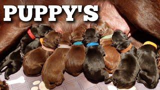 De geboorte van een GROOT AANTAL PUPPY'S | Boer Gerrit vlogt