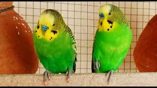5 Hr Budgies Chirping Talking Singing Parakeets Sounds Reduce Stress , Relax to Nature Bird Sounds