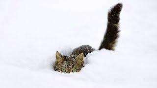 The Best Of Funny Cats Discovering and Playing in Snow [NEW]