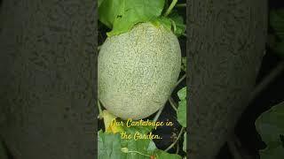 OUR CANTALOUPE IN THE GARDEN.. #garden #gardening #cantaloupe #homegrown