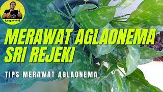 cara mudah merawat aglaonema - tips merawat aglaonema