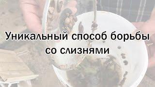 Уникальный способ борьбы со слизнями