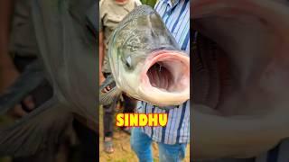Traditional Hook Fishing with Earthworms in Village Canal #Shorts