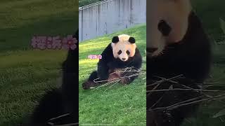 瞧瞧，这是哪家的掌上明珠啊！ #panda #大熊貓