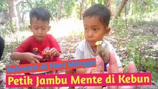 Petik Jambu Mente di Kebun