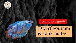 Dwarf Gourami fish complete care guide for beginners ||ENGLISH