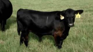 Anderson Cattle Co - Registered Black Angus Cattle 07 30 2009 018