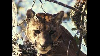 Interesting Facts About Cougars