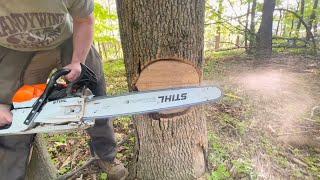 A Safer method of Tree Felling (Hazardous Dead Ash Tree)