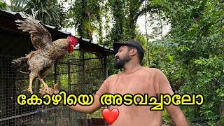 പഴയക്കാല കോഴികളെ അടവെക്കുന്ന രീതികൾ അമ്മുമ്മ പറയും