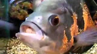 Ozzy the Oscar eating goldfish fish TNVVS.avi