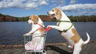 Best Funny Beagles Videos | Funniest Beagles Compilation That You Must See