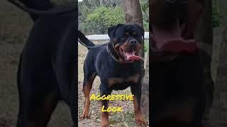 Aggressive look of Rottweiler #rottweiler #rottweilerlovers #shorts #viral #qualitylover