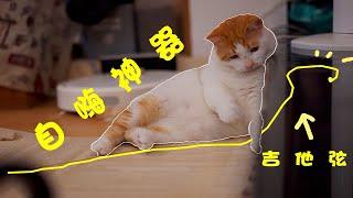 吉他6弦---猫咪自嗨神器【月半小辛巴】