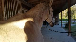 Post competition Horse estim therapy dressage electro acupressure