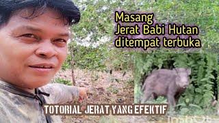 MEMASANG JEBAKAN HAMA BABI HUTAN