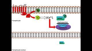 Cyclosporine - Mechanism of Action