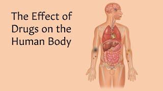 The Effect of Drugs on the Human Body | AnatomyStuff