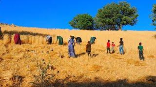 Family, Farming, and Tradition: A Nomadic Family's Wheat Harvest