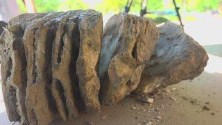 Central Texas man finds mammoth tooth in Waco area