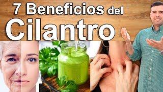 PARA QUE SIRVE EL CILANTRO PARA LA SALUD - Beneficios, Propiedades y Contraindicaciones del Cilantro