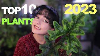 My TOP 10 Houseplants 2023 their struggles, stories and why they will win 2024! 🪴