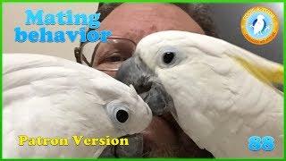 Deal With Hormonal Behavior | Ep.88: Fix Parrot Mating Problems | Cockatude: Cockatoos with Attitude