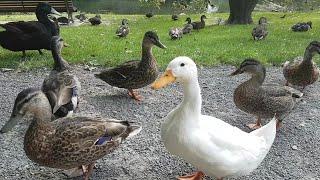 Feeding birds and ducks in the park