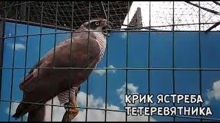 КРИК ЯСТРЕБА-ТЕТЕРЕВЯТНИКА