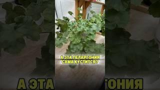 Сама пеларгония формируется или нужно ее формировать?