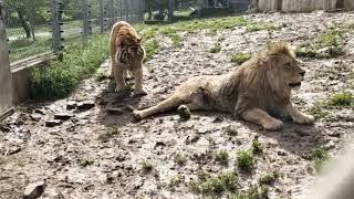 【tiger vs lion】Xi'an Zoo estrus lion and male tiger conflict again